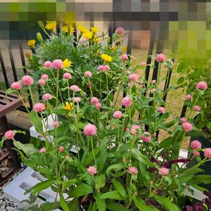 センニチコウ,センニチコウ　ミラーボール　ピーチ,鉢植え,明るい日陰,プランターの画像