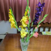 グラジオラス,オレガノ ケントビューティー,アリウムミレニアム,クレマチス  サムシングブルー,PW スーパートレニアカタリーナアメジストの画像