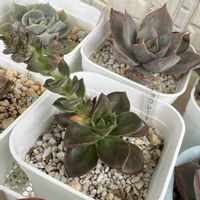 チョコレート,多肉植物,多肉棚,多肉植物の夏越し,庭の画像