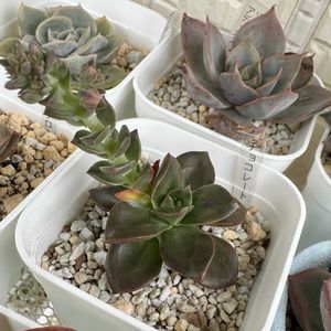 チョコレート,多肉植物,多肉棚,多肉植物の夏越し,庭の画像