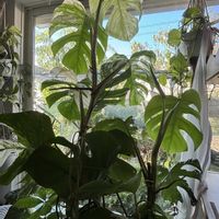 モンステラ,斑入りモンステラ,モンステラホワイトタイガー,観葉植物,花好きさんと繋がりたいの画像