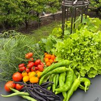 ニワウメ,ズッキーニ,畑の収穫野菜,畑の収穫野菜,じゃがいもトウヤの画像