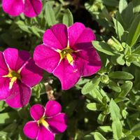 ハツユキカズラ,アロマティカス,多肉植物,多肉寄せ植え,ど〜なる多肉ちゃんの画像