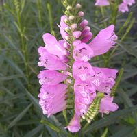 ハナトラノオ,花のある暮らし,ピンクワールド,SDGs,心に笑顔の花をの画像