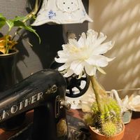 小玉スイカの苗,サボテンの花,沖縄,台風に気をつけて❣,サラダ菜♪の画像