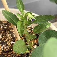 ビオラ,鉢植え,こぼれ種,種からの画像