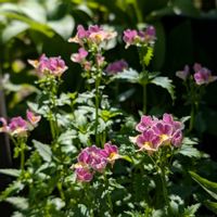 ネメシア,ビオラ,花のある暮らし,おうち園芸,小さな庭の画像
