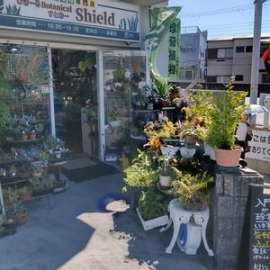 多肉植物,ウラボシ科,ビカクシダ属,食中植物,塊根の画像