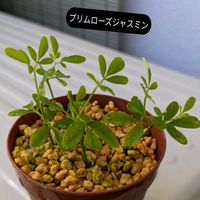 挿し木の画像