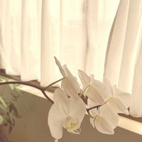 胡蝶蘭,胡蝶蘭,白い花,花のある暮らし,スマホ撮影の画像