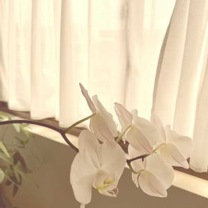 胡蝶蘭,胡蝶蘭,白い花,花のある暮らし,スマホ撮影の画像