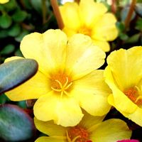 観葉植物,はなはな,花のある暮らし,花の写真,花のある生活の画像