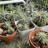 チランジア,エアプランツの画像