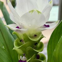 クルクマ,球根植物,花のある暮らし,熱帯植物,元気に育ててますよの画像