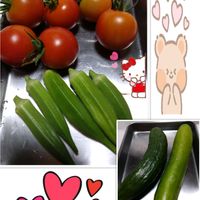 オクラ,胡瓜,中玉トマト,プランター栽培,庭からの恵みの画像
