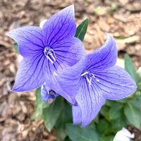 キキョウ,紫色の花,キキョウ科,さんぽ,日本原産の画像