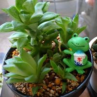 ハオルチア,多肉植物,ベランダガーデン,癒し,今日のお花の画像