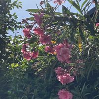 ミニトマト,キョウチクトウ,#最前線のあなたへ,明日はきっと良い日になる,今日を良い日にの画像