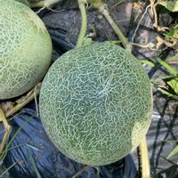ネットメロン,家庭菜園の画像