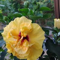 ハイビスカス,ブーゲンビリア,ディフェンバキア,植物のある暮らし,お花大好き✨の画像