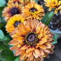 ルドベキア,癒し,花のある暮らし,植物のある暮らし,ルドベキア*の画像
