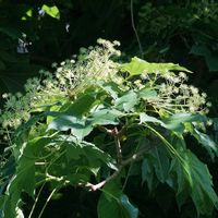 ハリギリ,シマエナガ,お花,樹木,北海道の画像