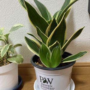 ペペロミア,サンスベリア ハニー,サンスベリア ハニー,子株ちゃん,続々と成長中の画像