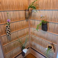 ギボウシ,ハツユキカズラ,ムクゲ,ムクゲ,ツキヌキニンドウの画像