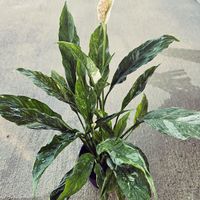 スパティフィラム,観葉植物の画像