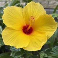 ハイビスカス,ハイビスカス,一才藤,一才藤,小人の花束の画像
