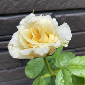 バラ　あゆみ,バラ　あゆみ,いつもありがとう♡,花のある暮らし,小さな庭の画像