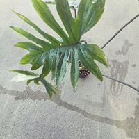 観葉植物の画像