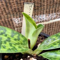 ハイビスカス ホワイトバタフライ,ハイビスカス  アドニスイエロー,ハイビスカス ピンクドレス,ハイビスカス イエローフラミンゴ,ハイビスカス　アドニスダブルイエローの画像