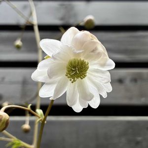 レンゲショウマ,レンゲショウマ(八重咲き),鉢植え,開花,山野草の画像
