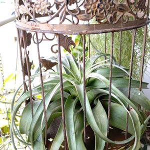 キセロ グラフィカ,観葉植物,花のある暮らし,エアープランツ/チランジア,花のある生活の画像