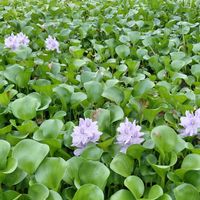 オモダカ,ホテイアオイ,季節の花,おでかけ先,記録picの画像