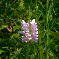 カクトラノオ,ハナトラノオ,角虎の尾,ピンク色の花,花虎の尾の画像