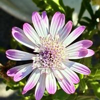 ミニバラ,朝顔,オステオスペルマム,芙蓉 (フヨウ),庭の花の画像