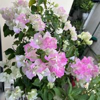 ブーゲンビレア,ブーゲンビリアブライダルピンク,鉢植え,夏の花,楽しみ〜の画像