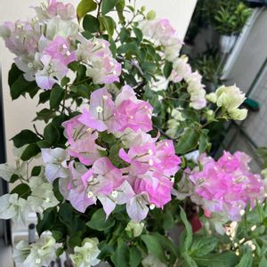ブーゲンビリア,ブーゲンビリアブライダルピンク,鉢植え,夏の花,楽しみ〜の画像