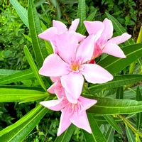キョウチクトウ,シモツケ ,タマアジサイ,クレマチスプリンセス・ダイアナ,今日のお花の画像