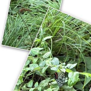 花のある暮らし,緑のある暮らし,GSに感謝。,平和を願う,GS皆様ありがとうの画像
