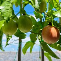 トケイソウ,パッションフルーツ,柑橘系,つる性植物,実のなる植物の画像