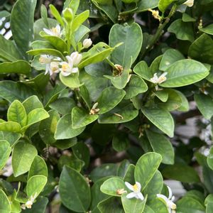 キンカンの花,夏の花,楽しみ〜,花のある暮らし,実家の花の画像
