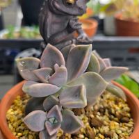 朧月(おぼろづき),多肉植物,復活,成長記録,いただきものの画像