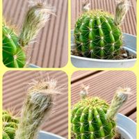 カーネーション,サボテン,トマト,ハイビスカス,マツバボタンの画像