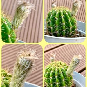 カーネーション,サボテン,トマト,ハイビスカス,マツバボタンの画像