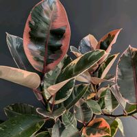 ゴムの木,フィカス,フィカスルビー,観葉植物,ダイソー産の画像