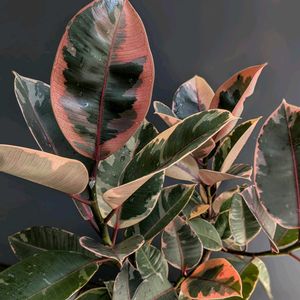ゴムの木,フィカス,フィカスルビー,観葉植物,ダイソー産の画像