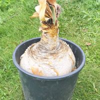 ブーファン,ブーファン・ハエマンソイデス,球根植物,南アフリカ原産,珍奇植物の画像